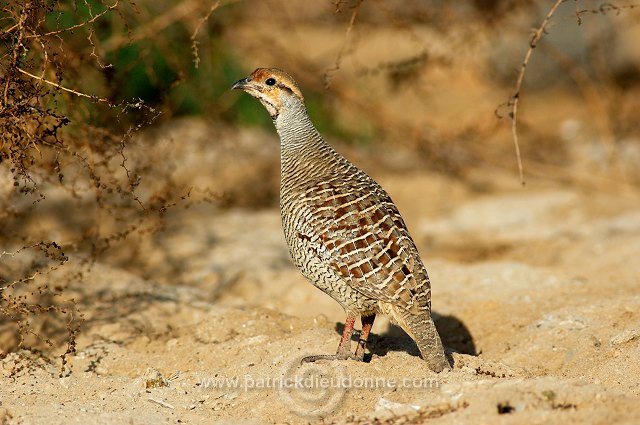 Grey Francolin  ( Francolinus pondicerianus)  Francolin gris 10674