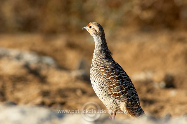 Grey Francolin  ( Francolinus pondicerianus)  Francolin gris 10675