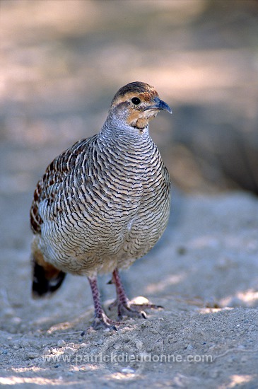 Grey Francolin  ( Francolinus pondicerianus)  Francolin gris 11024