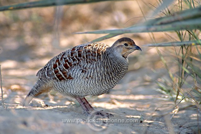 Grey Francolin  ( Francolinus pondicerianus)  Francolin gris 11025