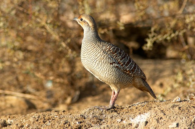 Grey Francolin  ( Francolinus pondicerianus) - Francolin gris - 20847