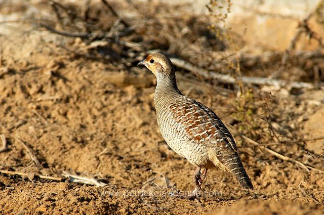 Grey Francolin  ( Francolinus pondicerianus) - Francolin gris -  20848