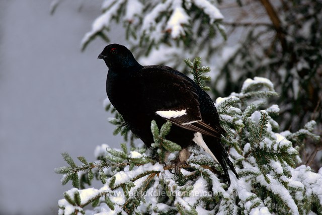 Grouse (Black) (Tetrao tetrix) - Tetras lyre - 20851