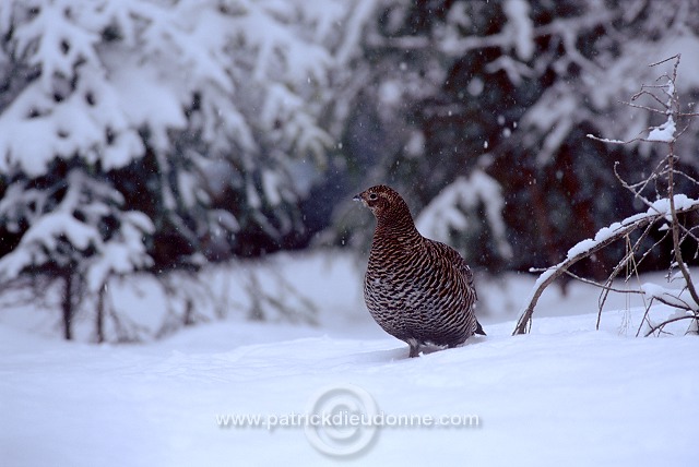 Grouse (Black) (Tetrao tetrix) - Tetras lyre -  20852