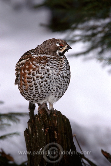 Grouse (Hazel) (Bonasia bonasia) - Gelinotte des bois -  20853