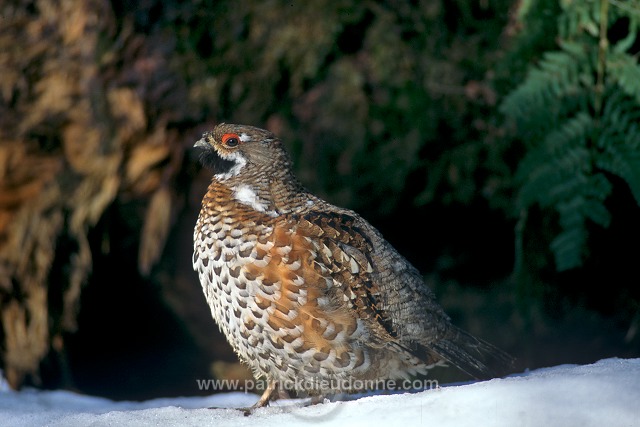 Grouse (Hazel) (Bonasia bonasia) - Gelinotte des bois - 20854