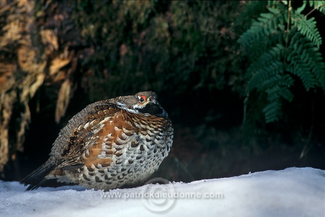 Grouse (Hazel) (Bonasia bonasia) - Gelinotte des bois -  20855