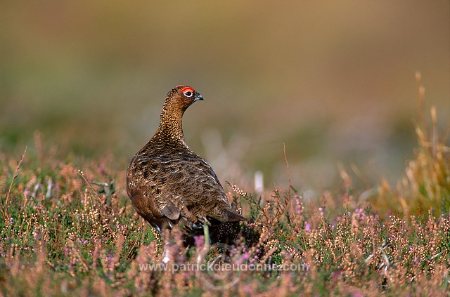 Red Grouse (Lagopus lagopus) - Lagopede d'Ecosse - 20857