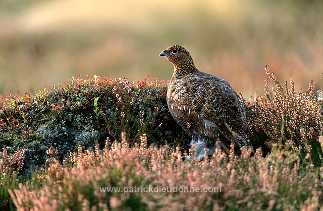 Red Grouse (Lagopus lagopus) - Lagopede d'Ecosse - 20858