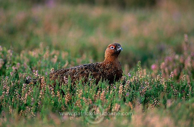 Red Grouse (Lagopus lagopus) - Lagopede d'Ecosse - 20859