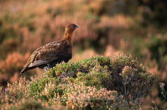 Red Grouse (Lagopus lagopus) - Lagopede d'Ecosse - 20860