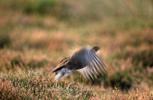 Red Grouse (Lagopus lagopus) - Lagopede d'Ecosse - 20861