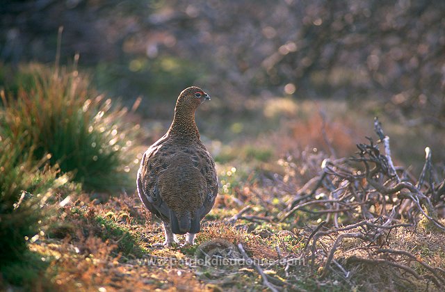 Red Grouse (Lagopus lagopus) - Lagopede d'Ecosse - 20862