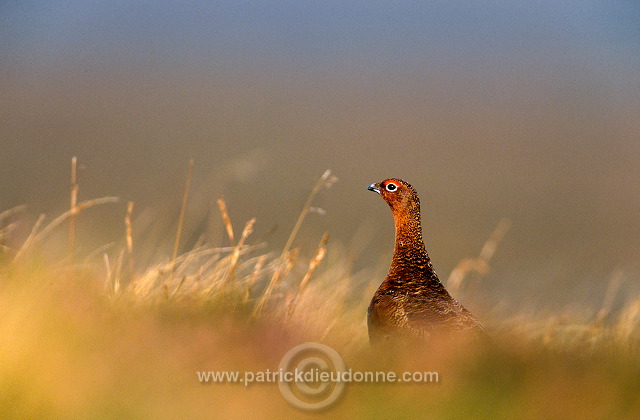 Red Grouse (Lagopus lagopus) - Lagopede d'Ecosse - 20863