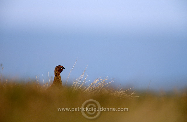 Red Grouse (Lagopus lagopus) - Lagopede d'Ecosse - 20864