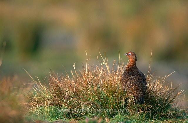 Red Grouse (Lagopus lagopus) - Lagopede d'Ecosse - 20865