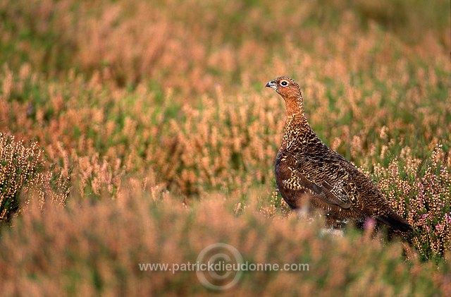 Red Grouse (Lagopus lagopus) - Lagopede d'Ecosse - 20866