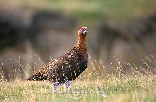 Red Grouse (Lagopus lagopus) - Lagopede d'Ecosse - 20867