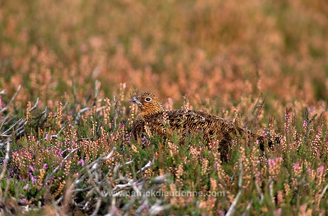 Red Grouse (Lagopus lagopus) - Lagopede d'Ecosse - 20868