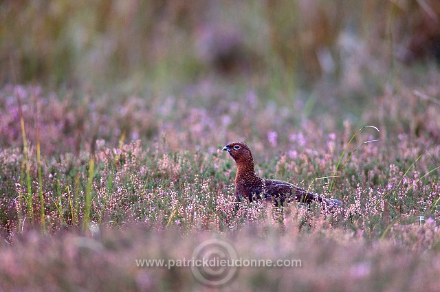 Red Grouse (Lagopus lagopus) - Lagopede d'Ecosse - 20869