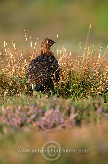 Red Grouse (Lagopus lagopus) - Lagopede d'Ecosse - 20870