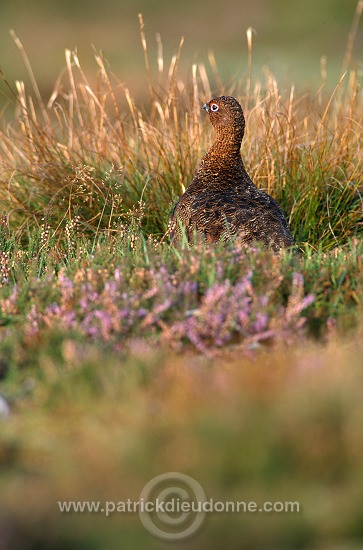 Red Grouse (Lagopus lagopus) - Lagopede d'Ecosse - 20871