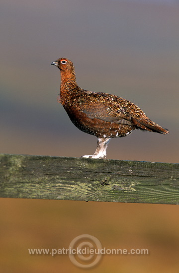 Red Grouse (Lagopus lagopus) - Lagopede d'Ecosse - 20872