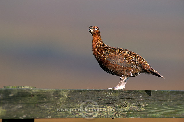 Red Grouse (Lagopus lagopus) - Lagopede d'Ecosse - 20873