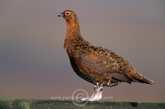 Red Grouse (Lagopus lagopus) - Lagopede d'Ecosse - 20874