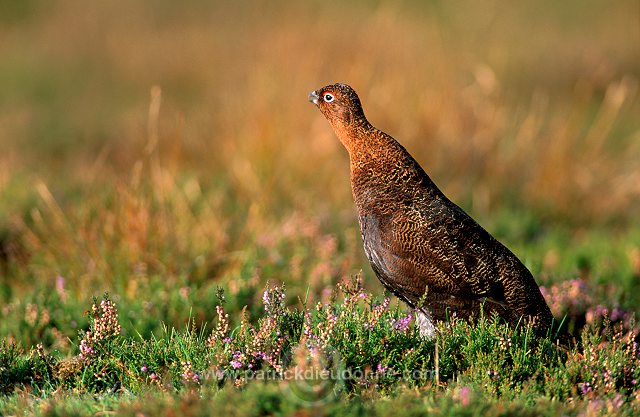 Red Grouse (Lagopus lagopus) - Lagopede d'Ecosse - 20875