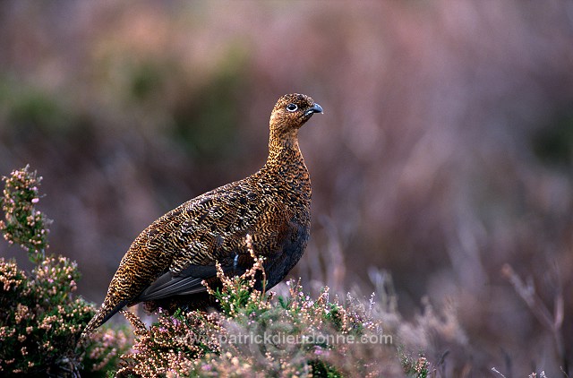 Red Grouse (Lagopus lagopus) - Lagopede d'Ecosse - 20877