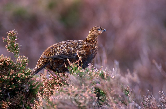 Red Grouse (Lagopus lagopus) - Lagopede d'Ecosse - 20878