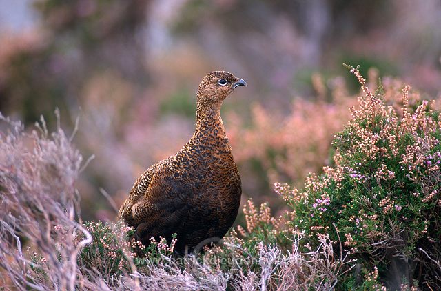 Red Grouse (Lagopus lagopus) - Lagopede d'Ecosse - 20880