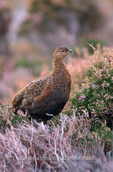 Red Grouse (Lagopus lagopus) - Lagopede d'Ecosse - 20881