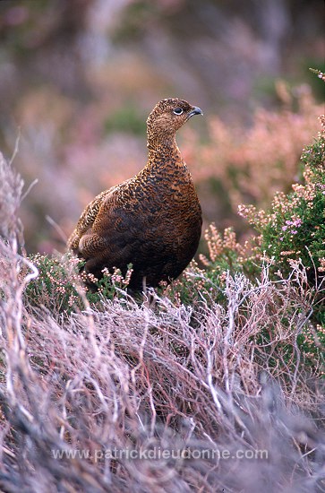 Red Grouse (Lagopus lagopus) - Lagopede d'Ecosse - 20882