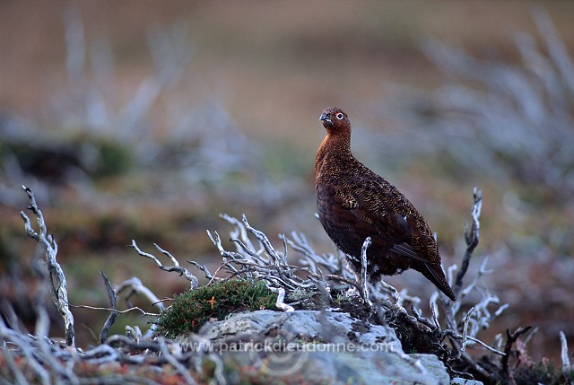 Red Grouse (Lagopus lagopus) - Lagopede d'Ecosse - 20884