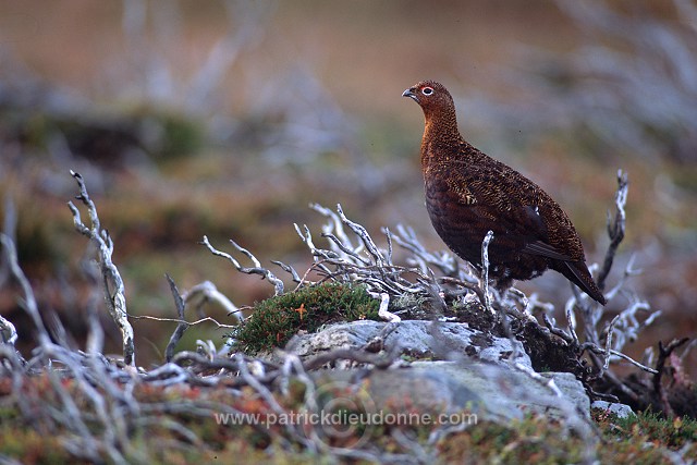 Red Grouse (Lagopus lagopus) - Lagopede d'Ecosse - 20885