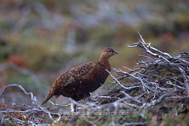 Red Grouse (Lagopus lagopus) - Lagopede d'Ecosse - 20886