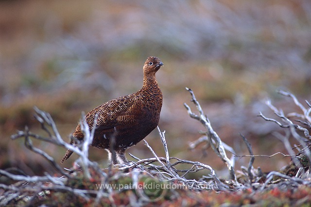 Red Grouse (Lagopus lagopus) - Lagopede d'Ecosse - 20887