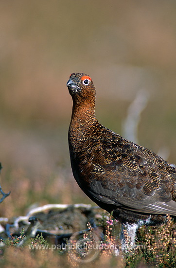 Red Grouse (Lagopus lagopus) - Lagopede d'Ecosse - 20889