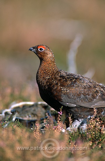 Red Grouse (Lagopus lagopus) - Lagopede d'Ecosse - 20890