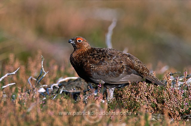 Red Grouse (Lagopus lagopus) - Lagopede d'Ecosse - 20891