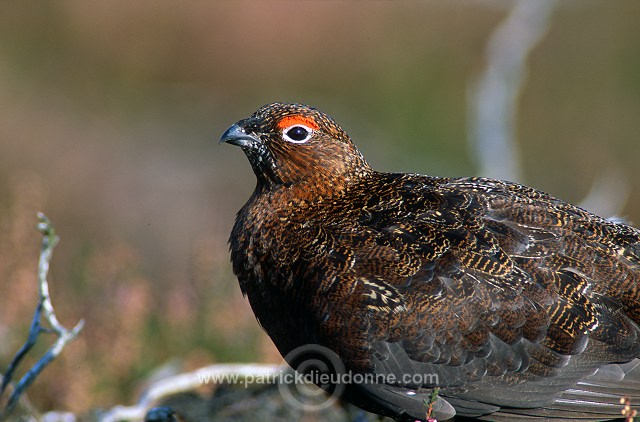 Red Grouse (Lagopus lagopus) - Lagopede d'Ecosse - 20892