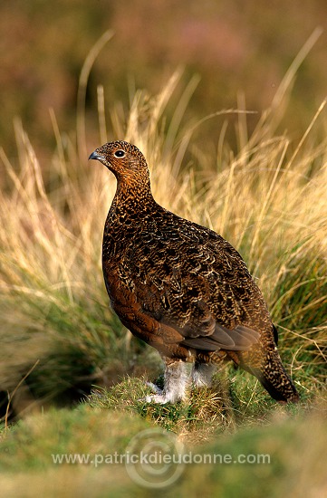 Red Grouse (Lagopus lagopus) - Lagopede d'Ecosse - 20893