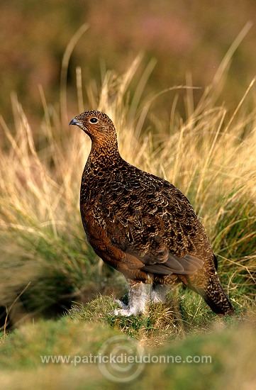 Red Grouse (Lagopus lagopus) - Lagopede d'Ecosse - 20893