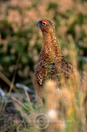 Red Grouse (Lagopus lagopus) - Lagopede d'Ecosse - 20894