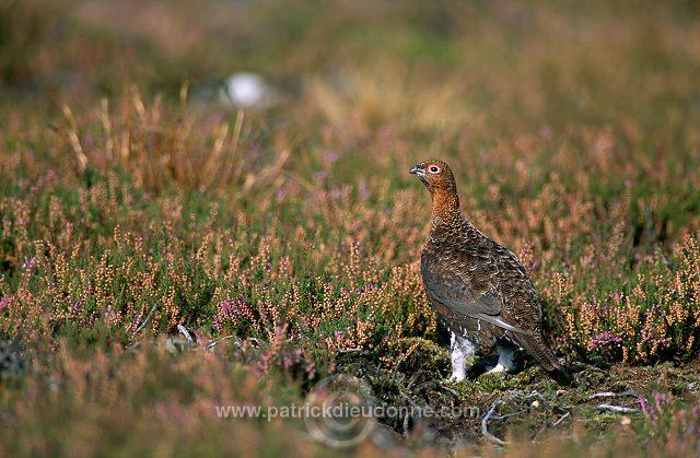 Red Grouse (Lagopus lagopus) - Lagopede d'Ecosse - 20895