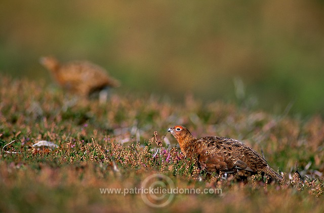 Red Grouse (Lagopus lagopus) - Lagopede d'Ecosse - 20896