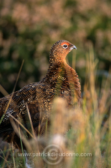 Red Grouse (Lagopus lagopus) - Lagopede d'Ecosse - 20897