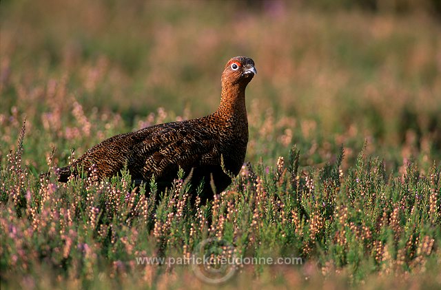 Red Grouse (Lagopus lagopus) - Lagopede d'Ecosse - 20898